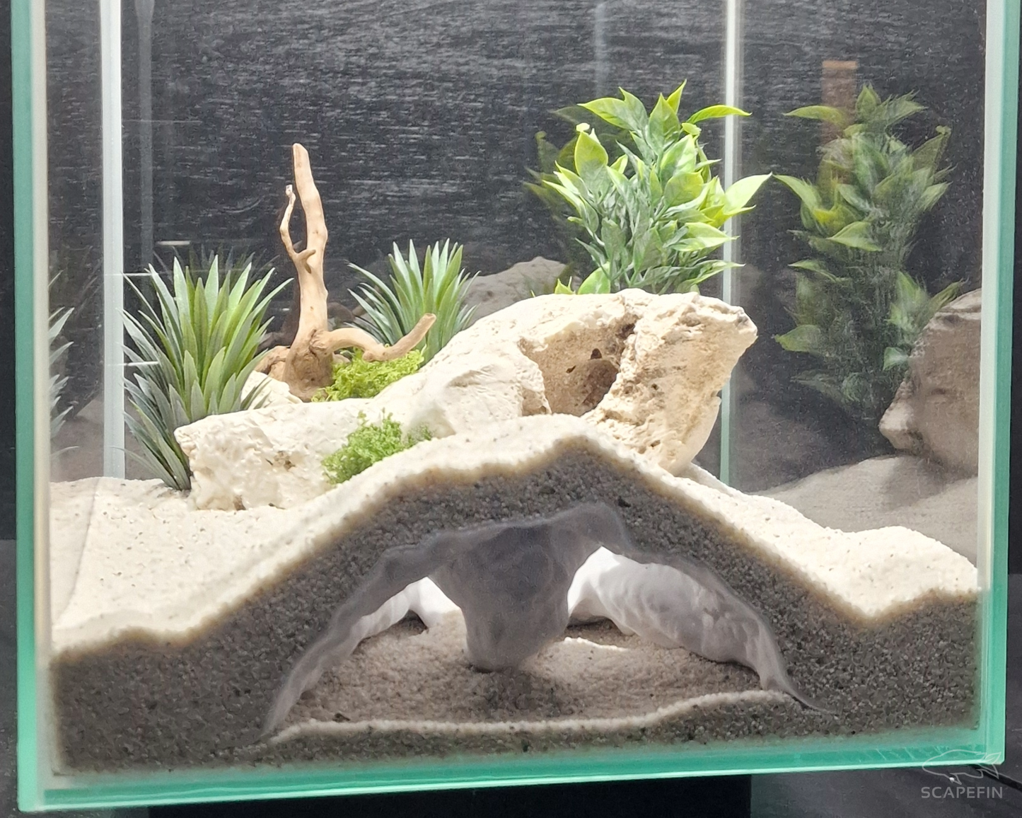Tiraxis Buried Observation Cave | Aquarium & Terrarium Decor | Natural Hide for Fish, Plecos, Shrimp, Beetles or Reptiles