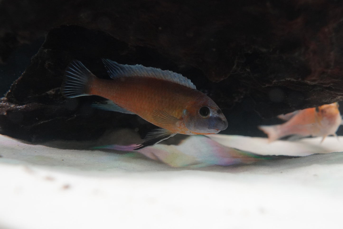 Labeotropheus Trewavasae (Scappermouth Mbuna) - Chilumba Red