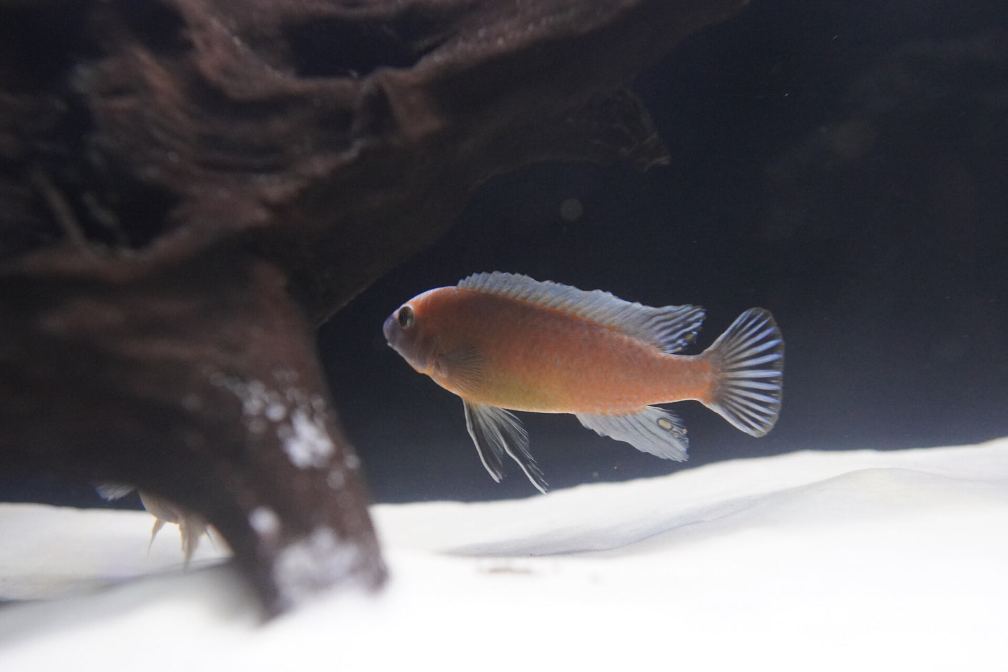 Labeotropheus Trewavasae (Scappermouth Mbuna) - Chilumba Red