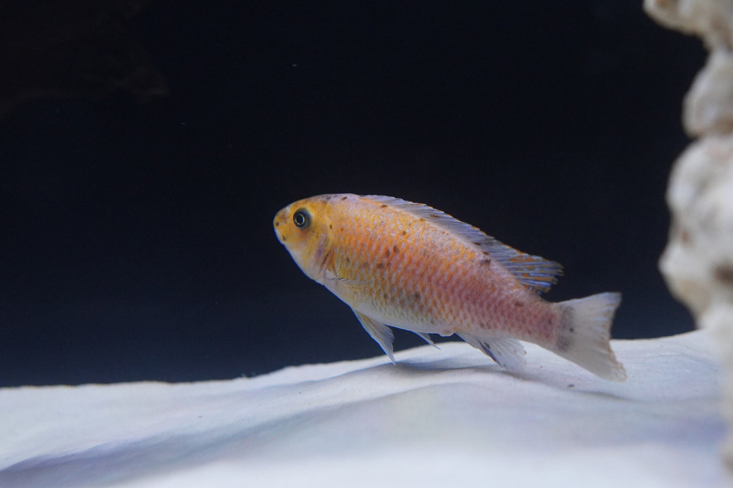 Labeotropheus Trewavasae (Scappermouth Mbuna) - Chilumba Red