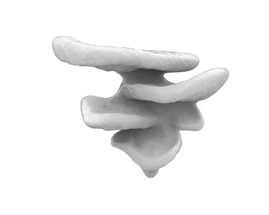 Mushroom Climbing Ledge | Suction-Mounted Terrarium Shelf Perch for Snakes & Reptiles