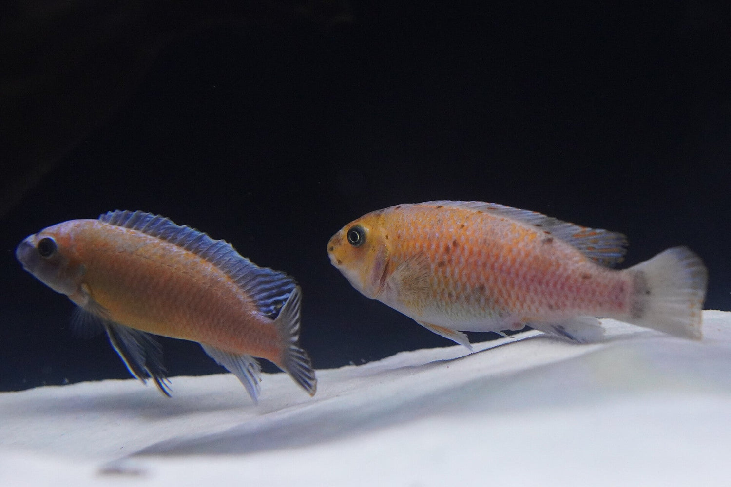 Aquatic Critters