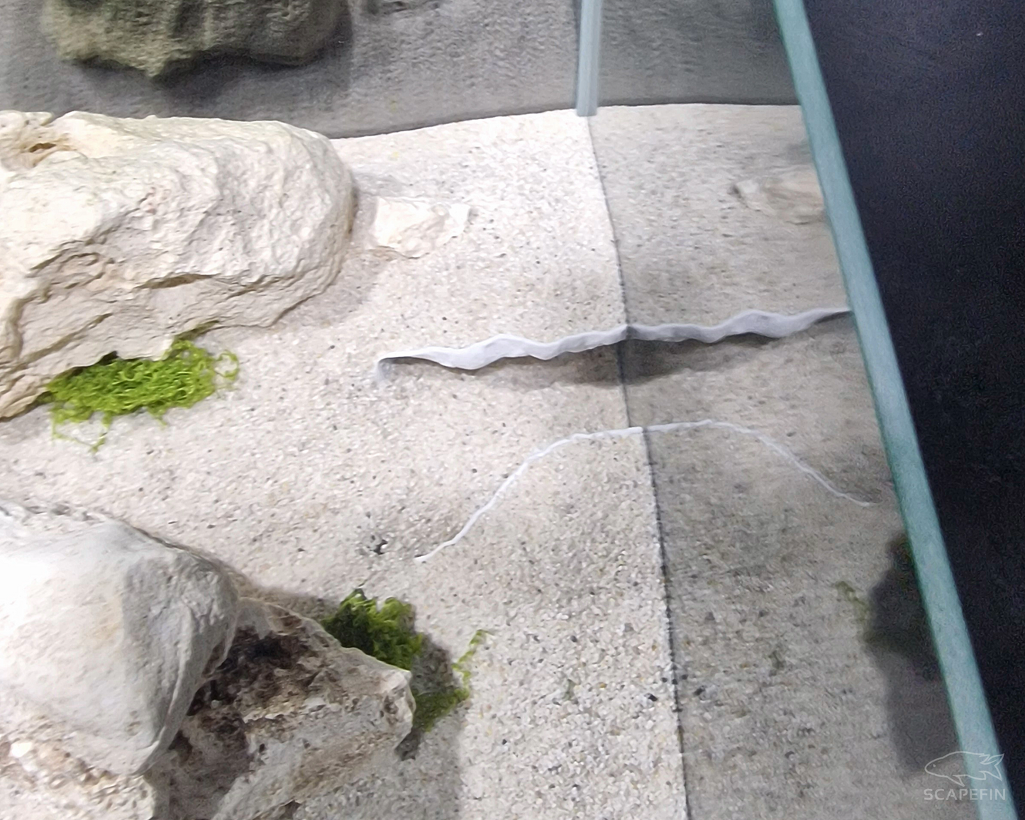NEW! Severance Observation Cave | Aquarium & Terrarium Decor | Natural Hide for Fish, Plecos, Shrimp, Beetles or Reptiles