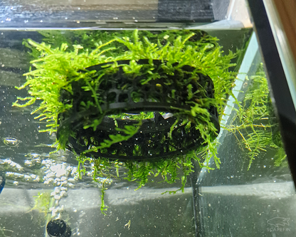 Floating Moss and Plant Raft Ring