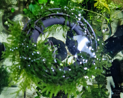 Floating Moss and Plant Raft Ring