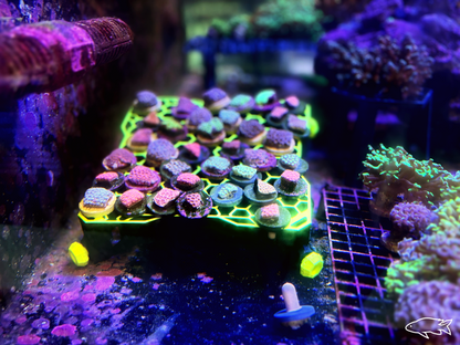 Reef Rack: Multi-Use Frag Rack & Protein Skimmer Stand - Adjustable Height
