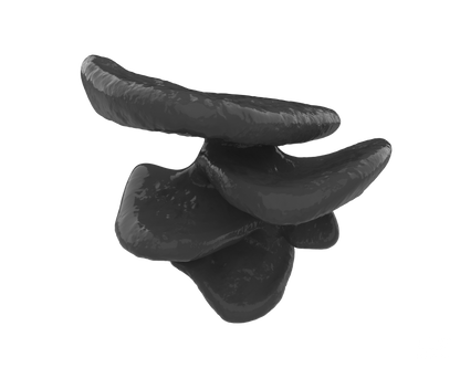 Mushroom Climbing Ledge | Suction-Mounted Terrarium Shelf Perch for Snakes & Reptiles