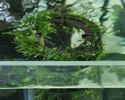 Floating Moss and Plant Raft Ring